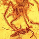 Illustration for article titled A Fossilized Scene of a Spider Attacking a Wasp, Preserved for 110 Million Years